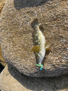 Ballan Wrasse