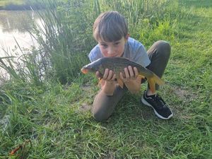 Common Carp