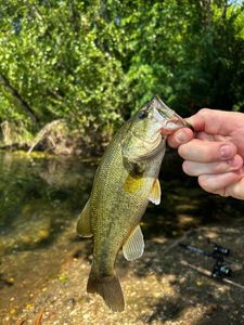 Smallmouth Bass