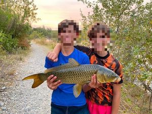 Common Carp