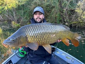 Common Carp