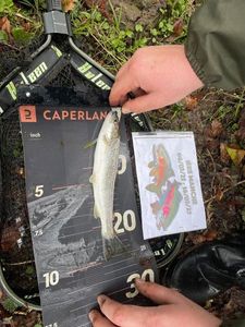 Sea Trout