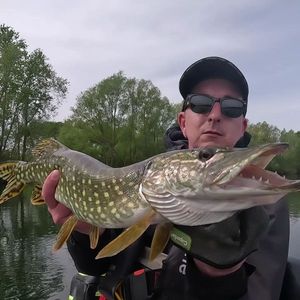 Northern Pike