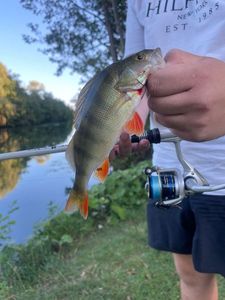 European Perch