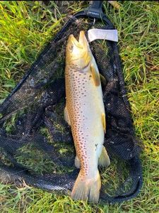 Brown Trout