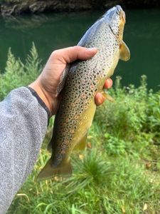 Brown Trout