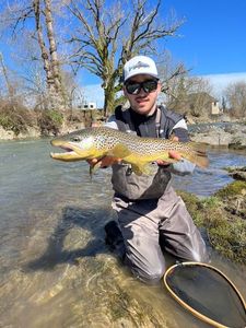 Brown Trout