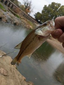 Largemouth Bass