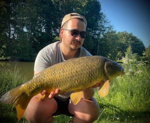 Common Carp