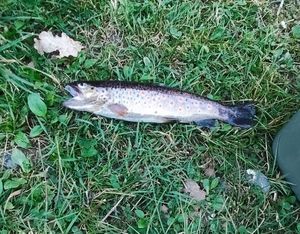 Brown Trout