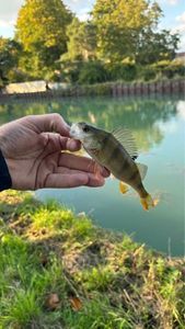 European Perch