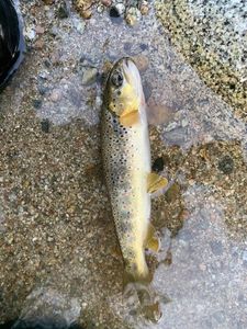 Brown Trout