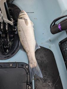 European Bass (Seabass)