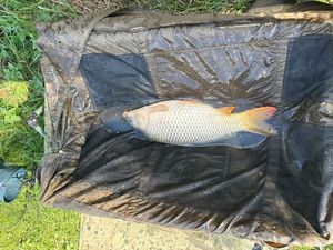 Common Carp