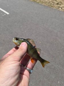 European Perch