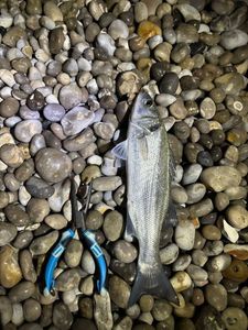 European Bass (Seabass)
