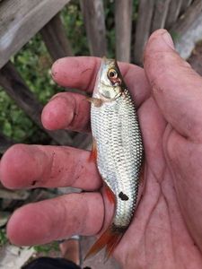 Roach