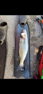 European Bass (Seabass)