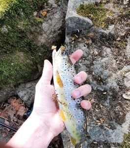 Brown Trout