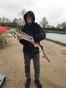 Sturgeon