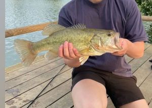 Largemouth Bass
