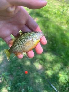 Green Sunfish