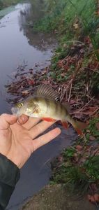 European Perch