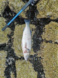 European Bass (Seabass)