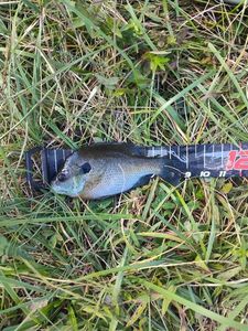 Green Sunfish