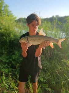 Barbel