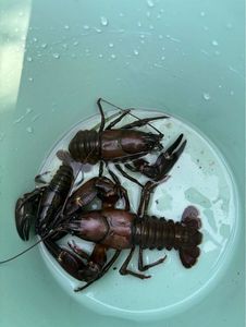 Red Swamp Crayfish