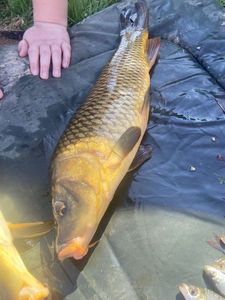 Common Carp