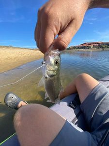 European Bass (Seabass)