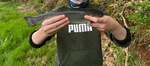 Rainbow Trout