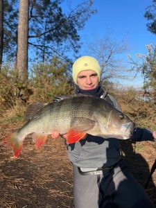 European Perch