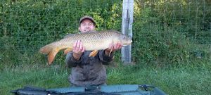 Common Carp