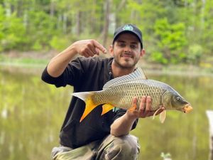 Common Carp