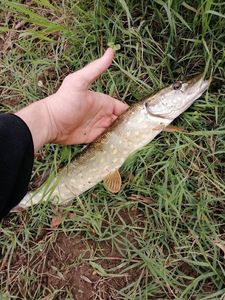 Northern Pike