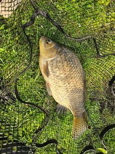Crucian Carp