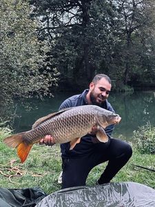 Common Carp