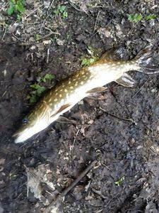 Northern Pike