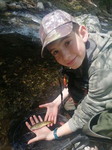Brown Trout