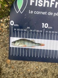 European Perch