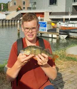 European Perch