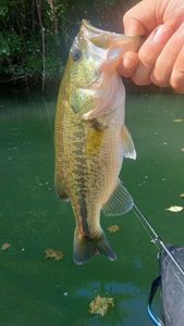 Largemouth Bass