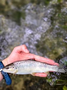 Brown Trout