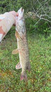 Northern Pike