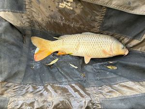 Common Carp