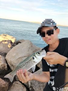Spotted Seabass