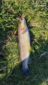 Brown Trout